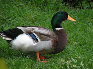 Rouen-Clair-Ente - männlich