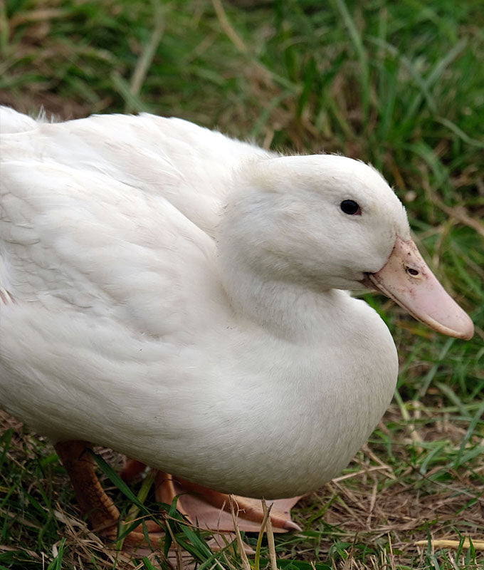 Sächsische Pekingente