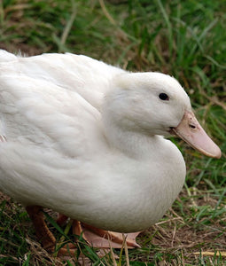 Sächsische Pekingente