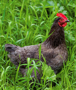 Schwarzfederhuhn - Poulet Noir Fermier