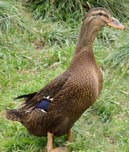 Rouen-Clair-Ente - weiblich